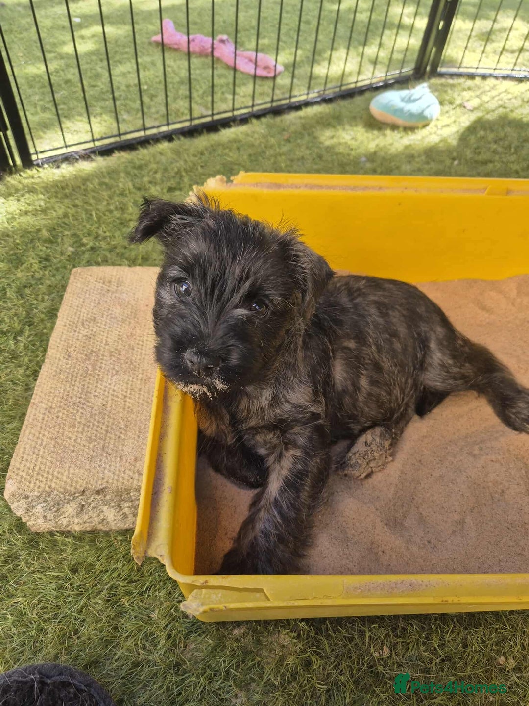 Cairn Terrier dogs for sale: Adorable Cairn Terrier Puppies - Image 6