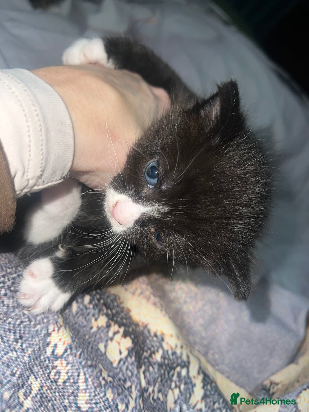 British Longhair cats for sale: 5 beautiful kittens - Advert 14