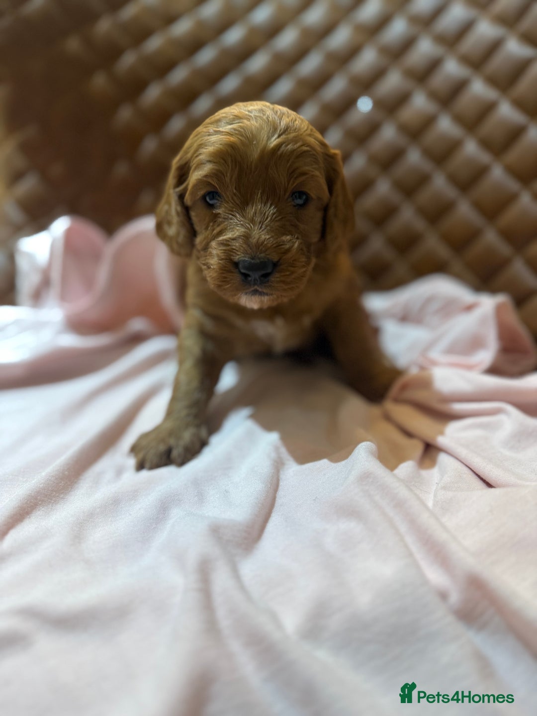 Cockapoo dogs for sale: 7 Golden Cockapoo girls - Advert 3