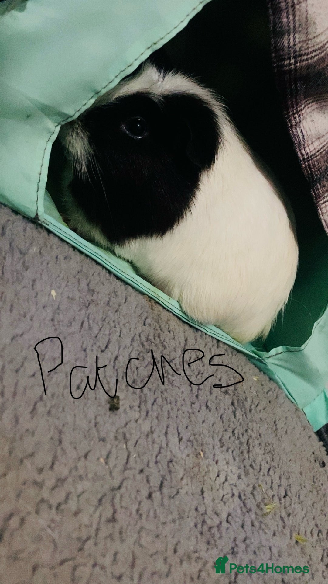 Guinea Pig rodents for sale: Rehoming mixed herd - Advert 3