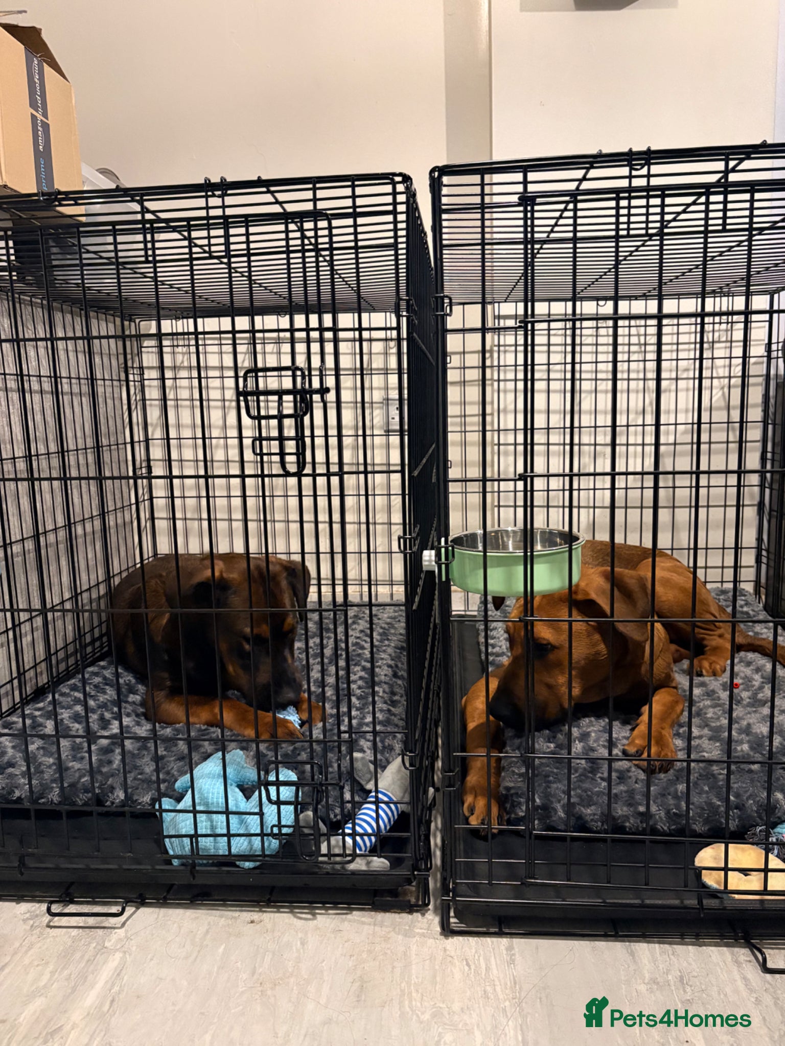 Mixed Breed dogs for sale: Creed & Kane  - Advert 7