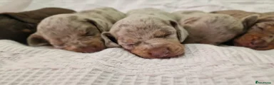 Miniature Dachshund 4