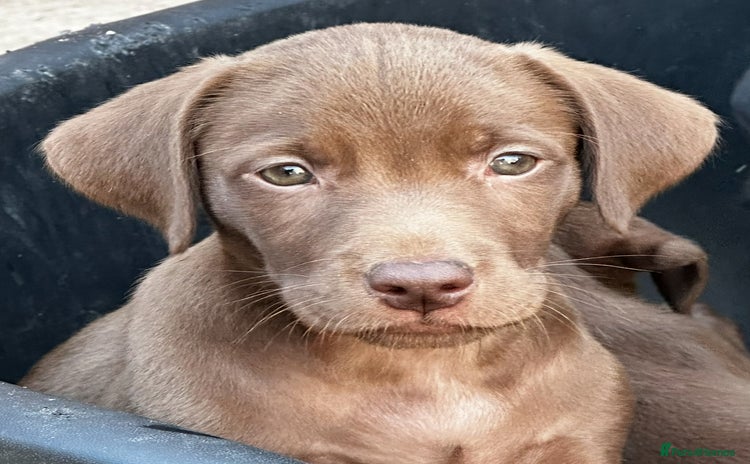 Labrador Retriever dogs - Advert 1