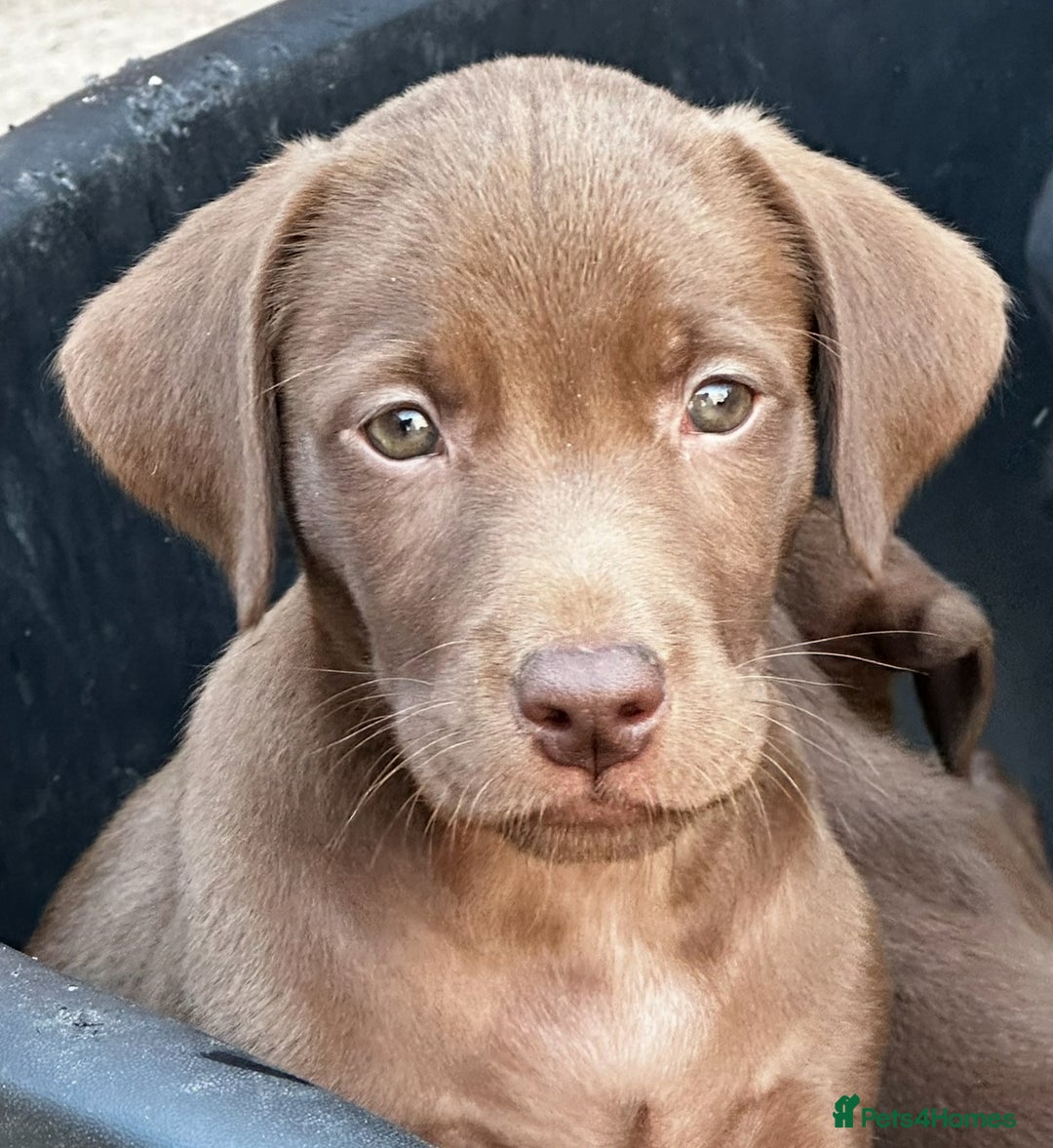 Chocolate Labrador Working Labrador Puppies For Sale Yorkshire