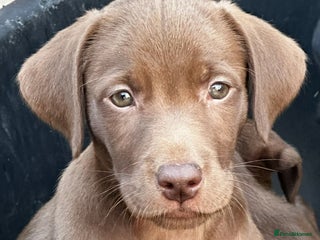 Labrador Retriever dogs - Advert 22