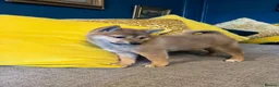 Japanese Shiba Inu dogs for sale: Pure bred Shiba Inu Puppies - Advert 7