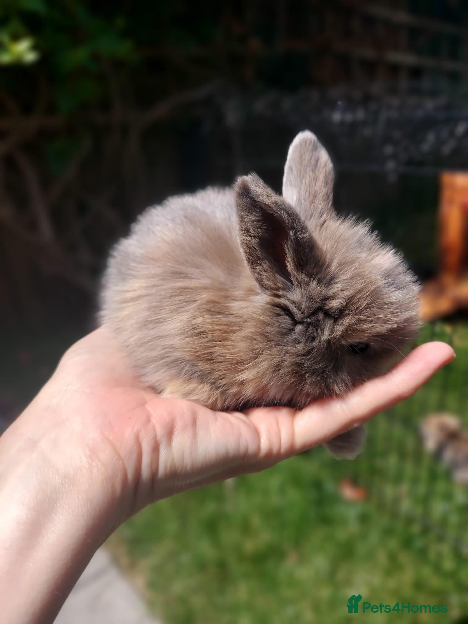 Mini Lop rabbits for sale: 3 x Mini Lion Lops ready to collect 23 June - Advert 6