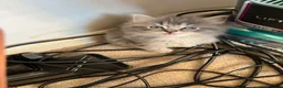 Ragdoll cats for sale: Ragdoll cross tabby kittens - Advert 6