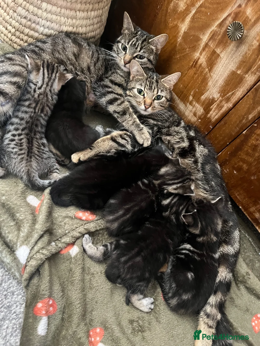 Mixed Breed cats for sale: Kittens  - Advert 1