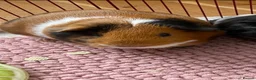 Guinea Pig rodents for sale: Female Guinea Pig For Rehoming  in Darwen - Advert 4