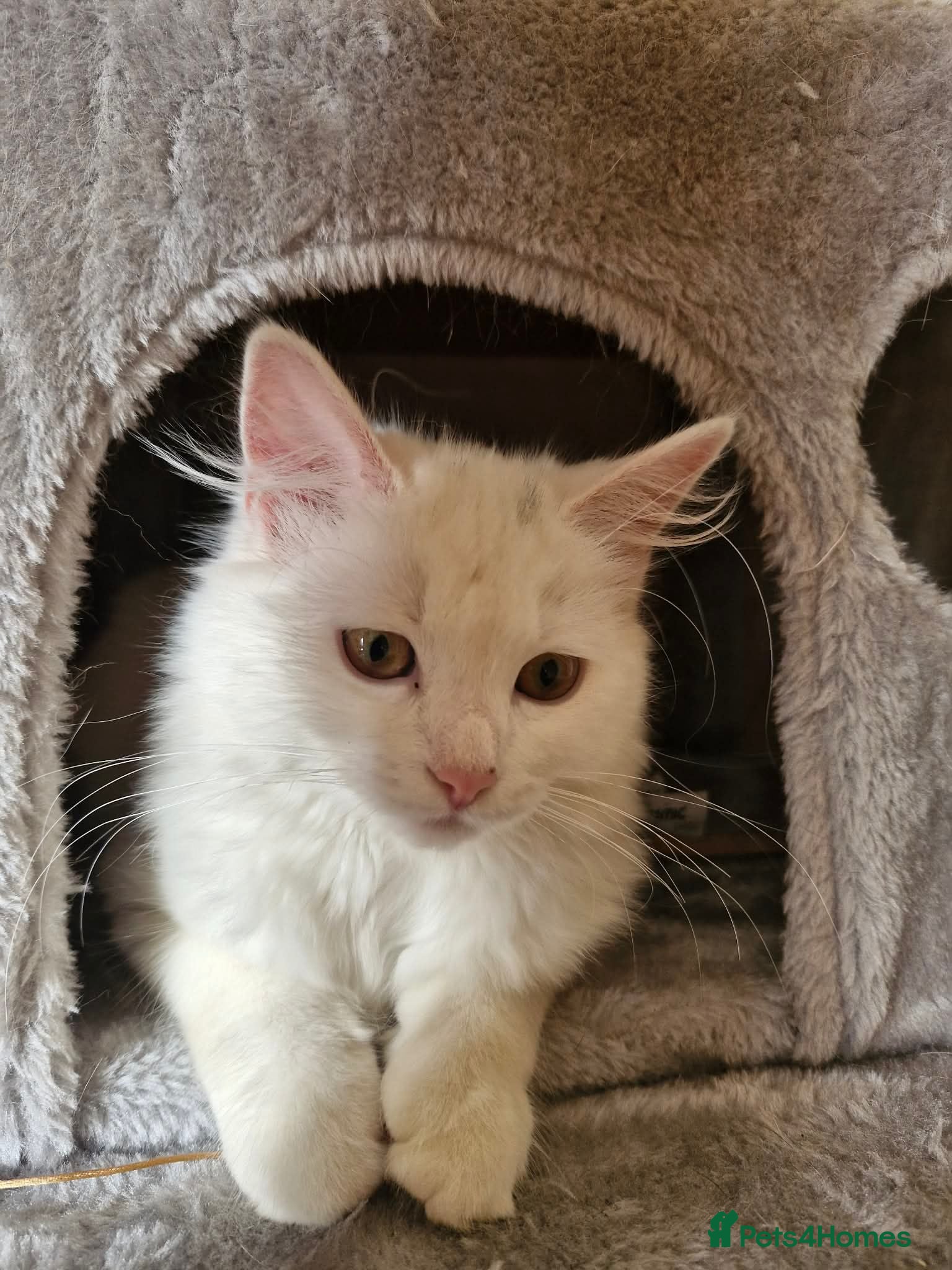 Mixed Breed cats Ragdoll x Kittens  - Advert 2
