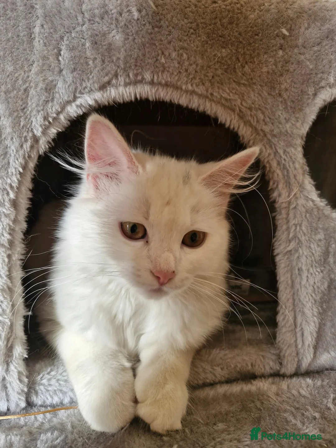 Mixed Breed cats for sale: Ragdoll x Kittens  - Advert 1