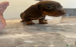 Miniature Dachshund dogs for sale: 🐾 Miniature Dachshund Puppies 🐶  - Image 14