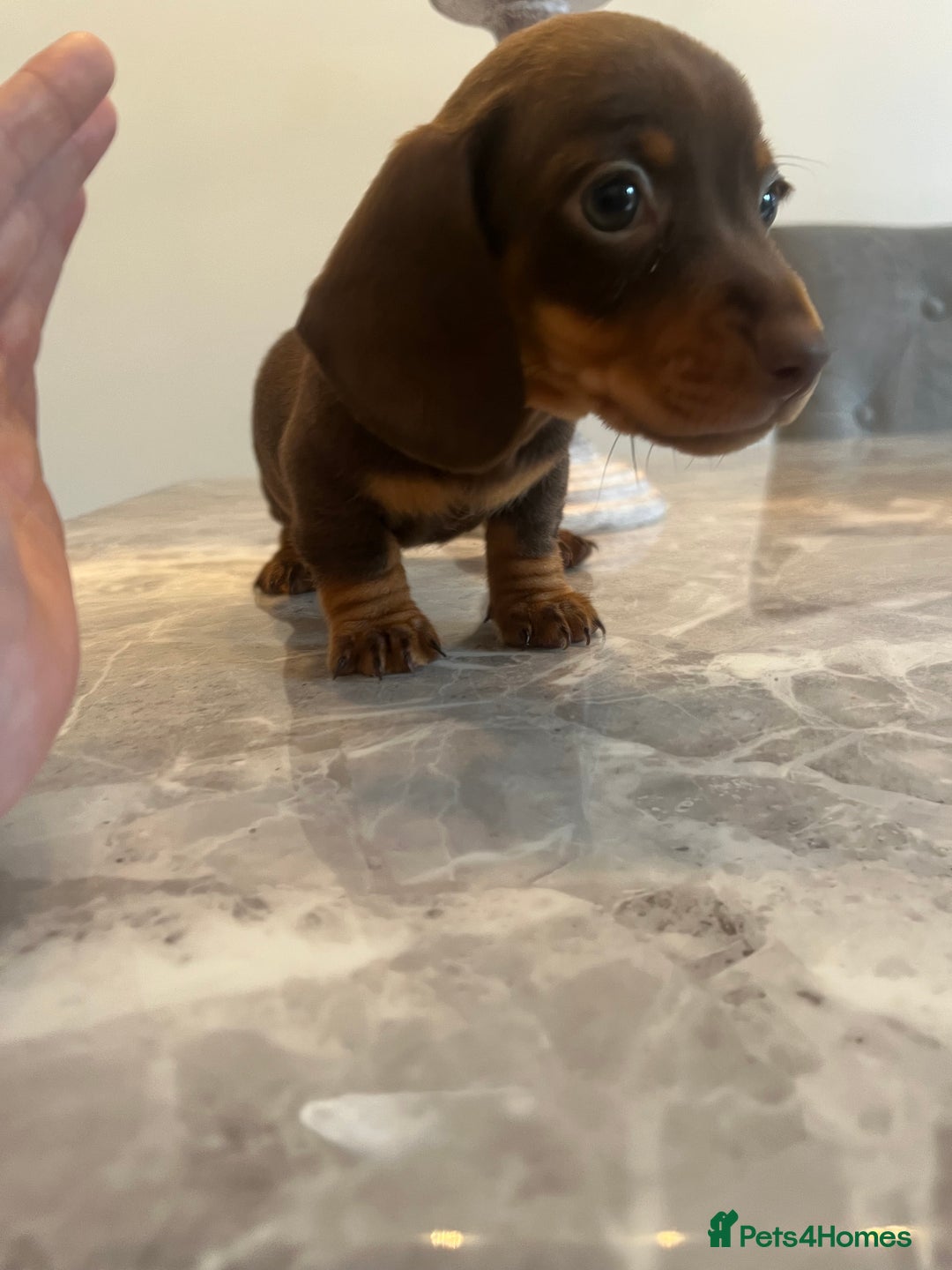 Miniature Dachshund dogs for sale: 🐾 Miniature Dachshund Puppies 🐶  - Image 14