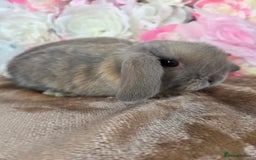 Mini Lop rabbits for sale: 💙🩷friendly pure bred mini lops from £20🩷💙 - Image 3