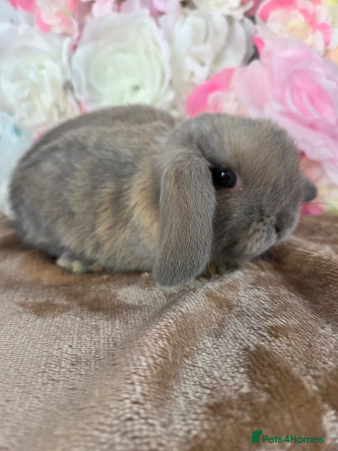 Mini Lop rabbits for sale: 💙🩷friendly pure bred mini lops from £20🩷💙 - Image 3