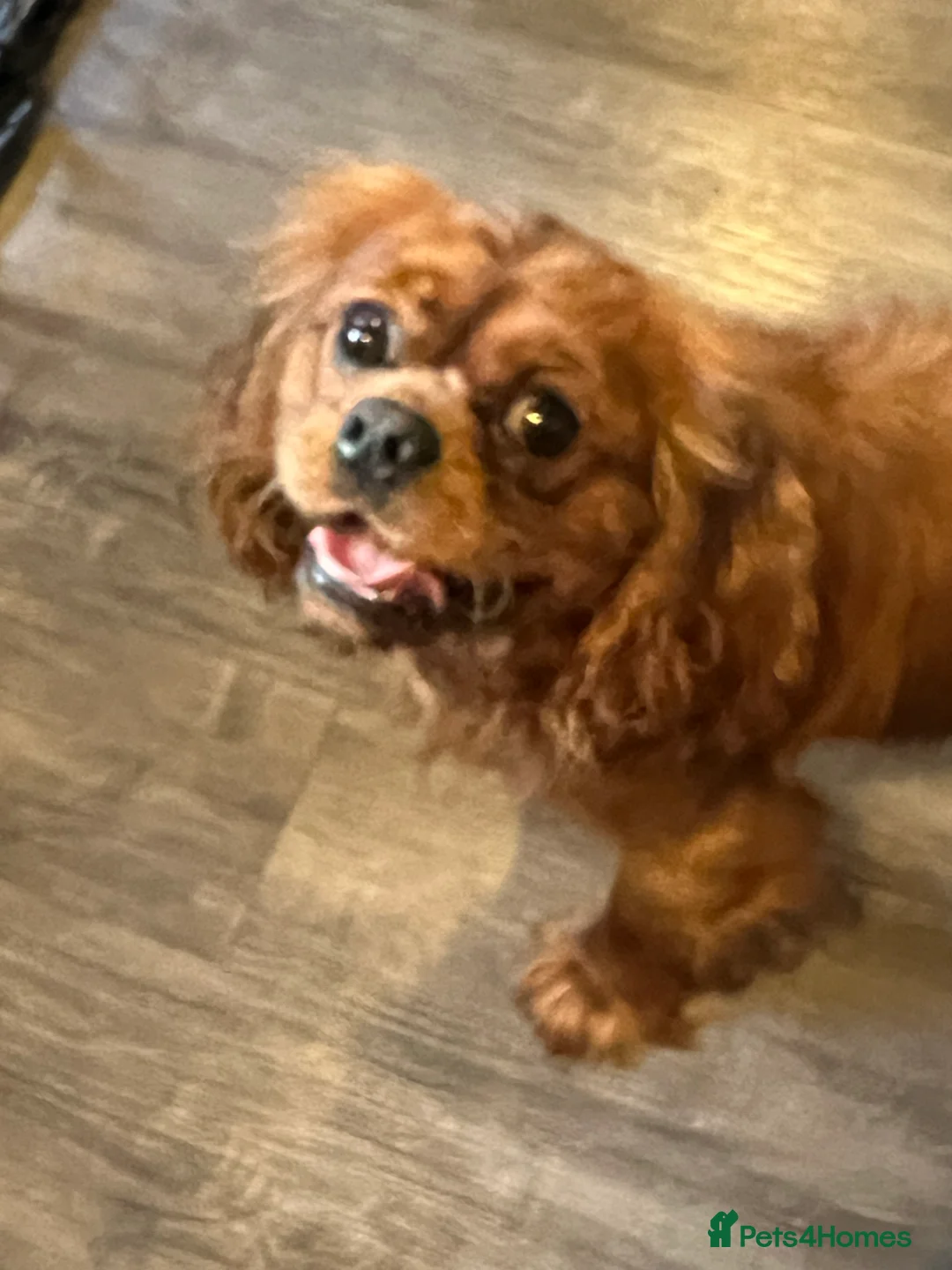 Cavalier King Charles Spaniel dogs for stud: HEALTH TESTED KC REG RUBY in Wigan - Advert 5