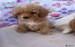 Cavapoo dogs for sale: Cavapoo puppies - Image 5