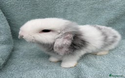 Mini Lop rabbits for sale: Gorgeous Purebred minilops - Image 6