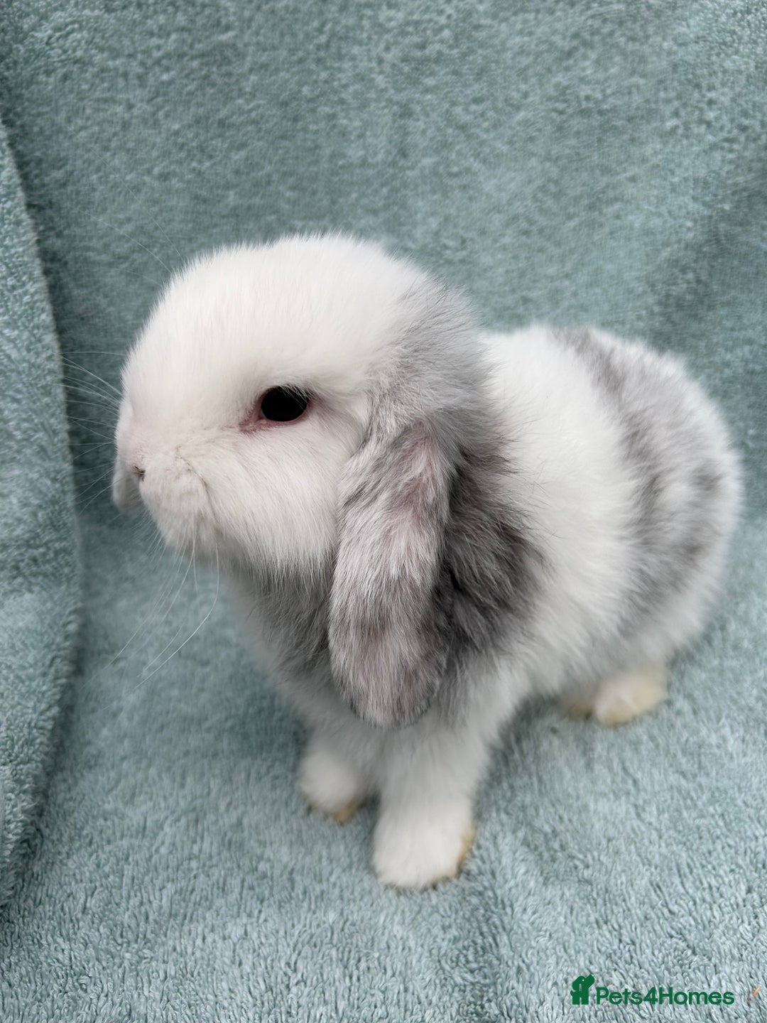 Mini Lop rabbits for sale: Gorgeous Purebred minilops - Image 6