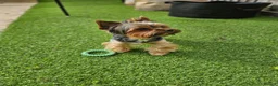Yorkshire Terrier dogs for stud: Beautiful Yorkshire Terrier Stud Available - Advert 4