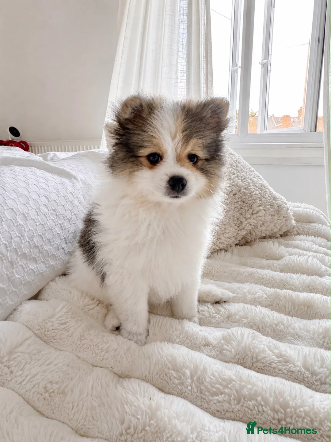 German Spitz dogs for sale: Two beautiful puppies in need of a loving home. in London - Advert 2