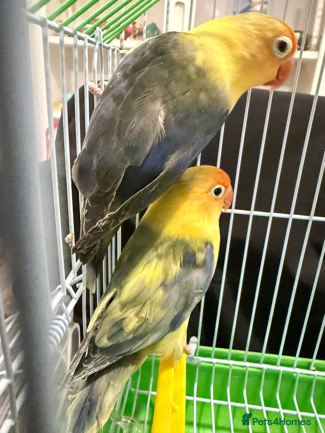 Lovebirds birds for sale: Younge pair of lovebirds - Advert 12