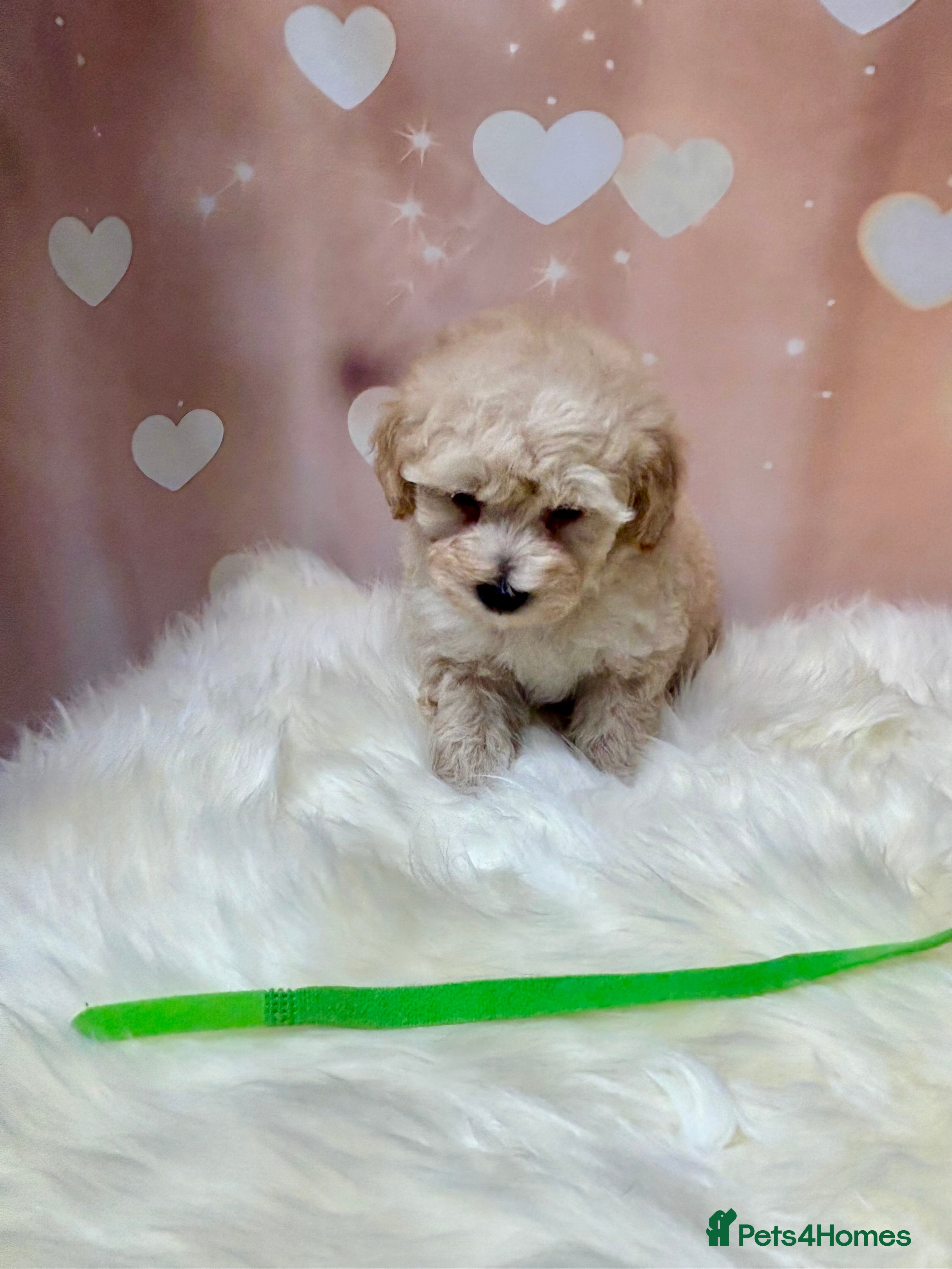 Maltipoo dogs Adorable Toy F1 DNA Tested Parents 1 Boy left - Advert 18