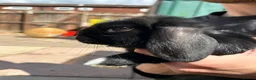 English Lop rabbits for sale: 9 week old lop bunnies  - Advert 8