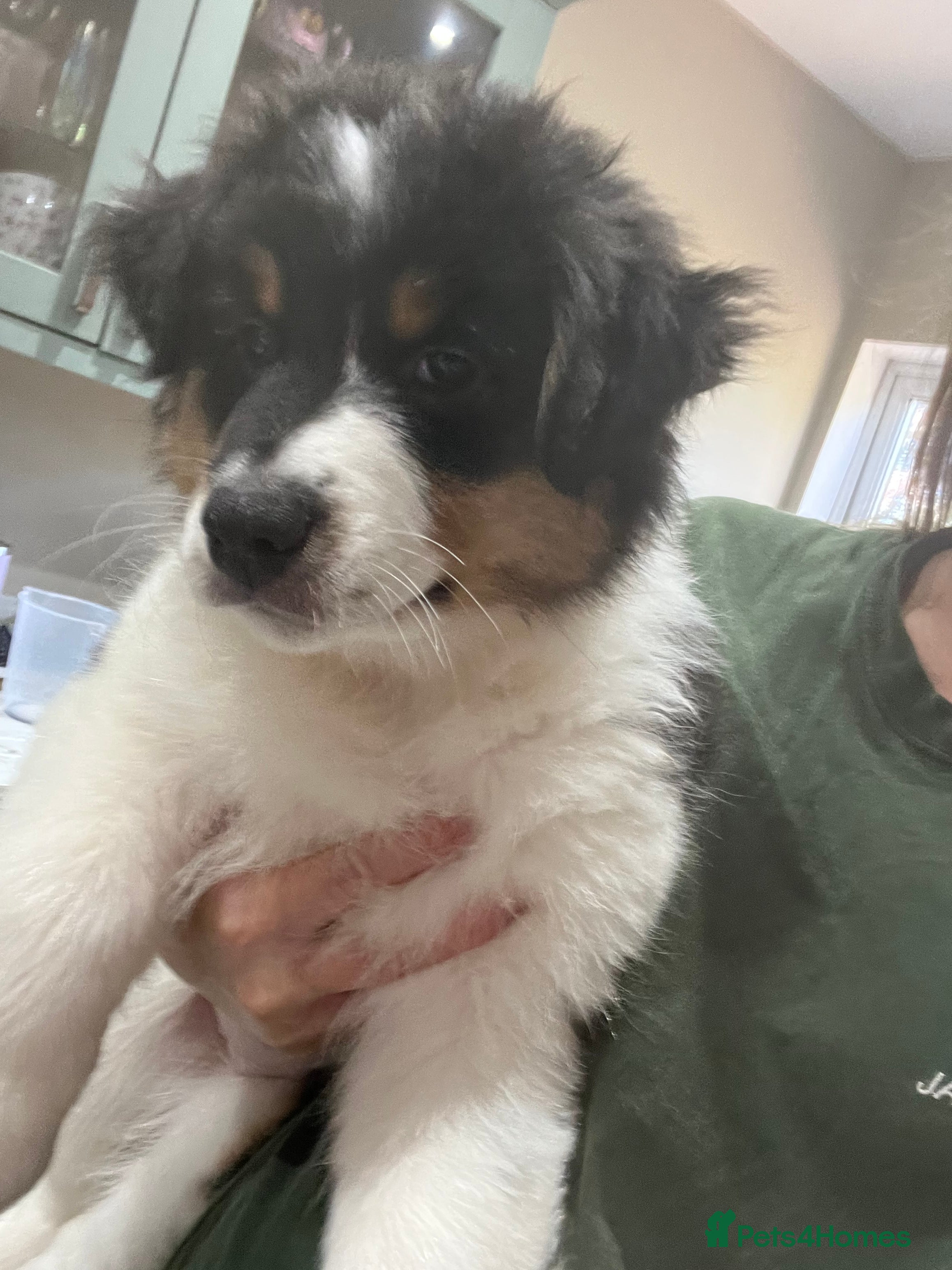 Australian Shepherd dogs for sale: Australian shepherd puppies - Advert 7