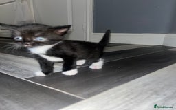 Russian Blue cats for sale: 4 beautiful Russian blue mix  - Image 4