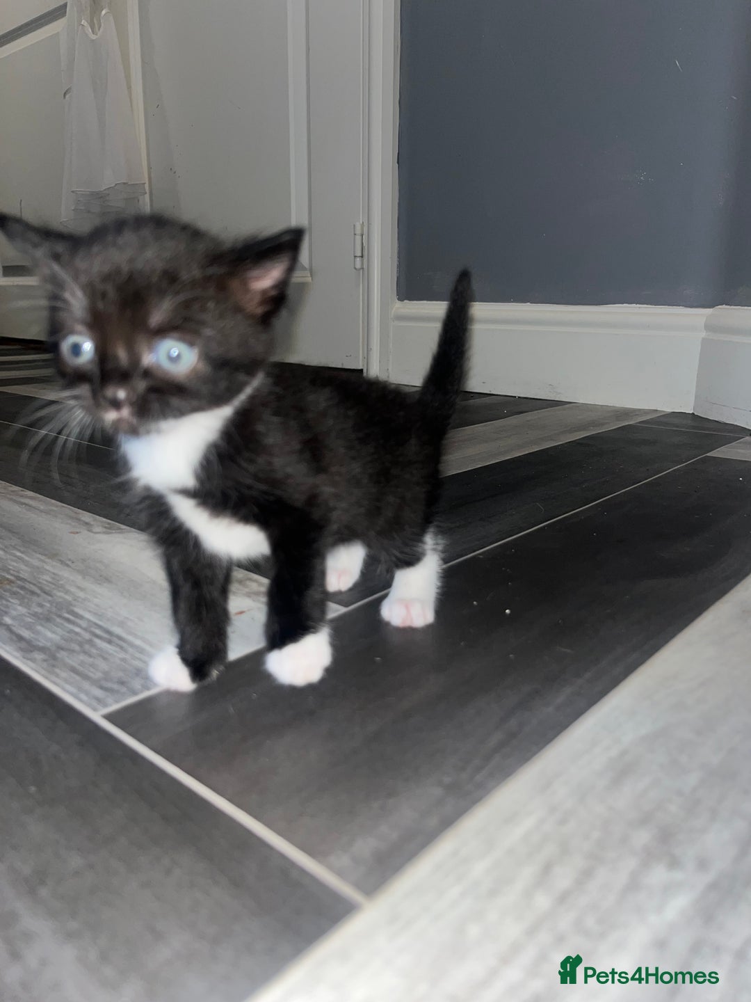Russian Blue cats for sale: 4 beautiful Russian blue mix  - Image 4