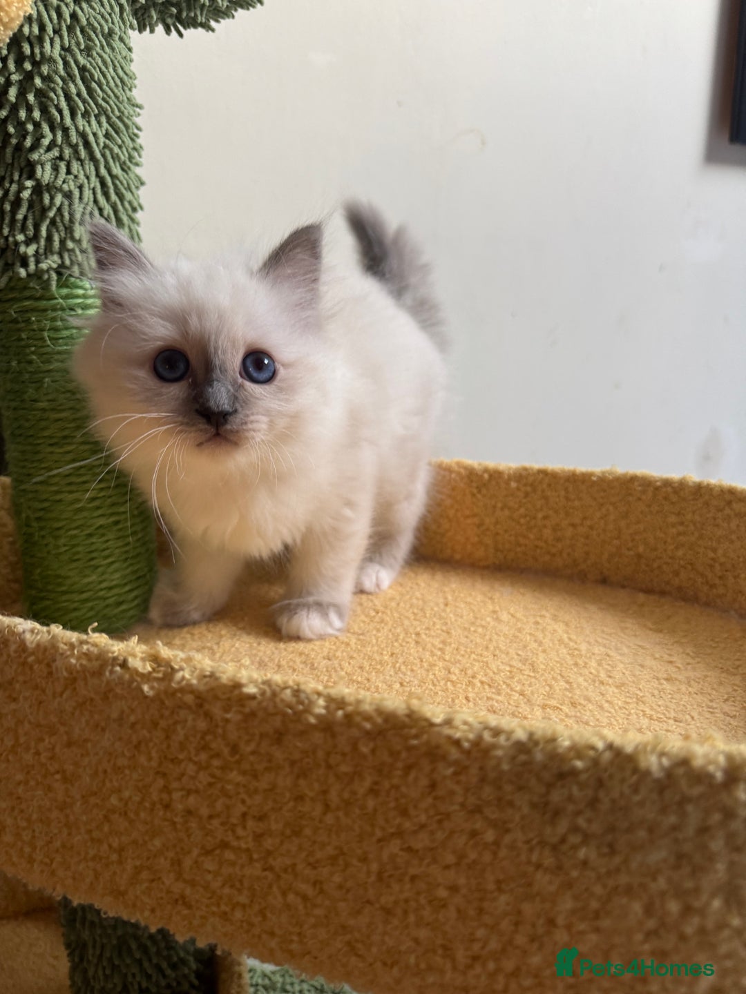 Birman cats for sale: Blue point female kitten for sale  - Image 10
