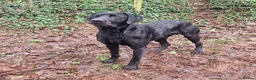 Labrador Retriever dogs for stud: KC 0/0 Hips/ Elbows, Health tested Labrador  - Advert 4