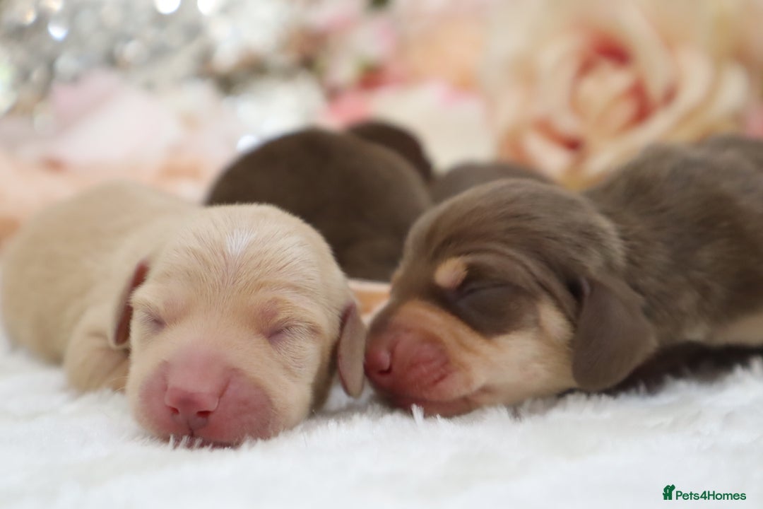 Miniature Dachshund dogs for sale: KC Miniature Dachshund Puppies - Image 11