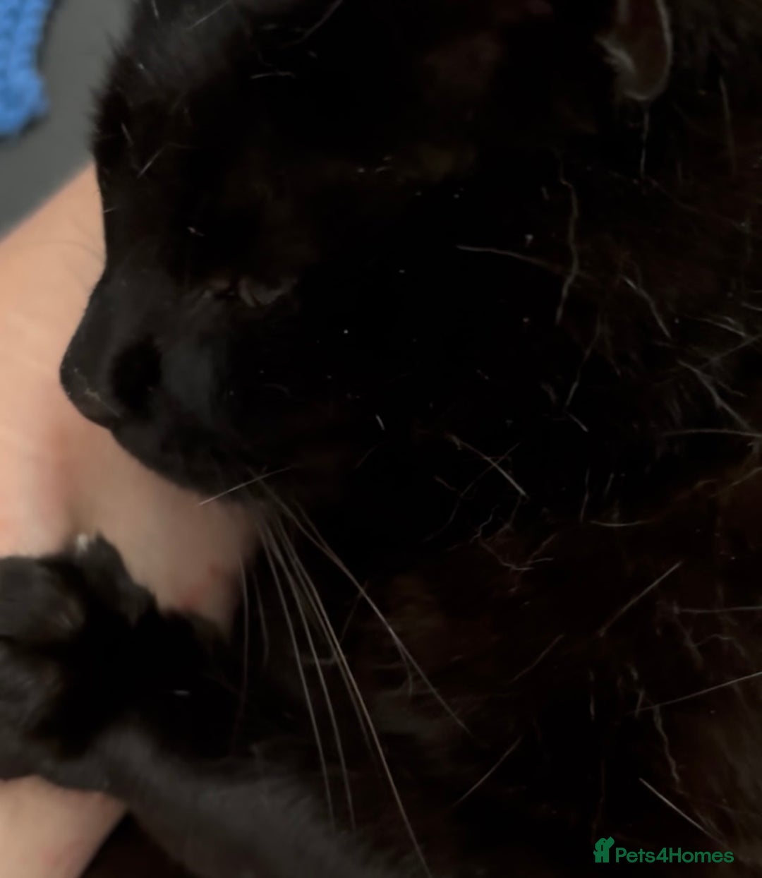 Domestic Shorthair cats for adoption: Midnight 🖤 - Image 9