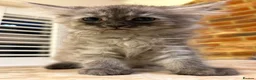 Mixed Breed cats for sale: 3 Dark grey mixed persian chinchilla kittens - Advert 12