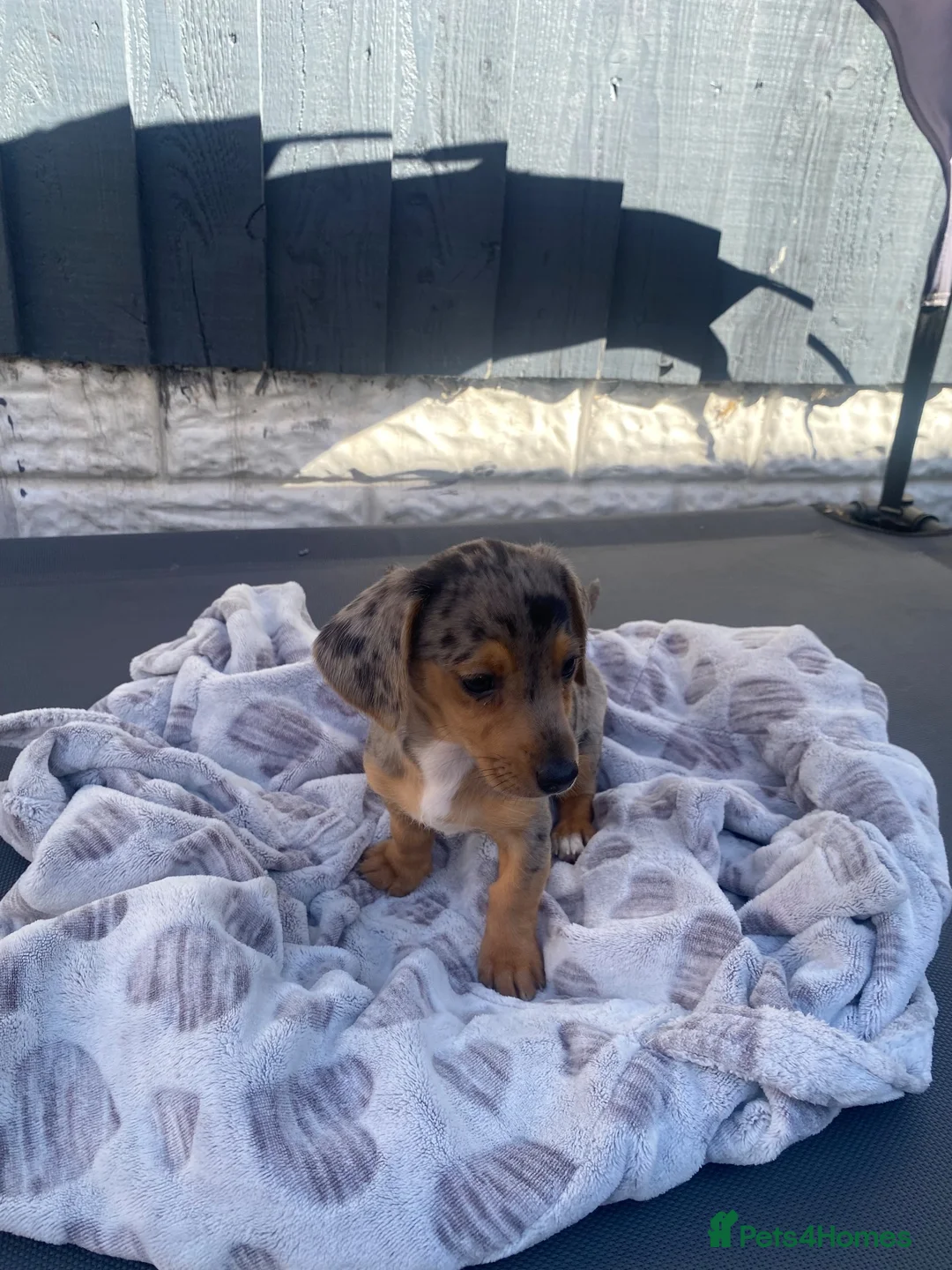 Mixed Breed dogs for sale: 3/4 miniature dachshund puppies  - Advert 10