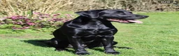 Labrador Retriever dogs for sale: 7 Gorgeous Labrador puppies in Towcester - Advert 3