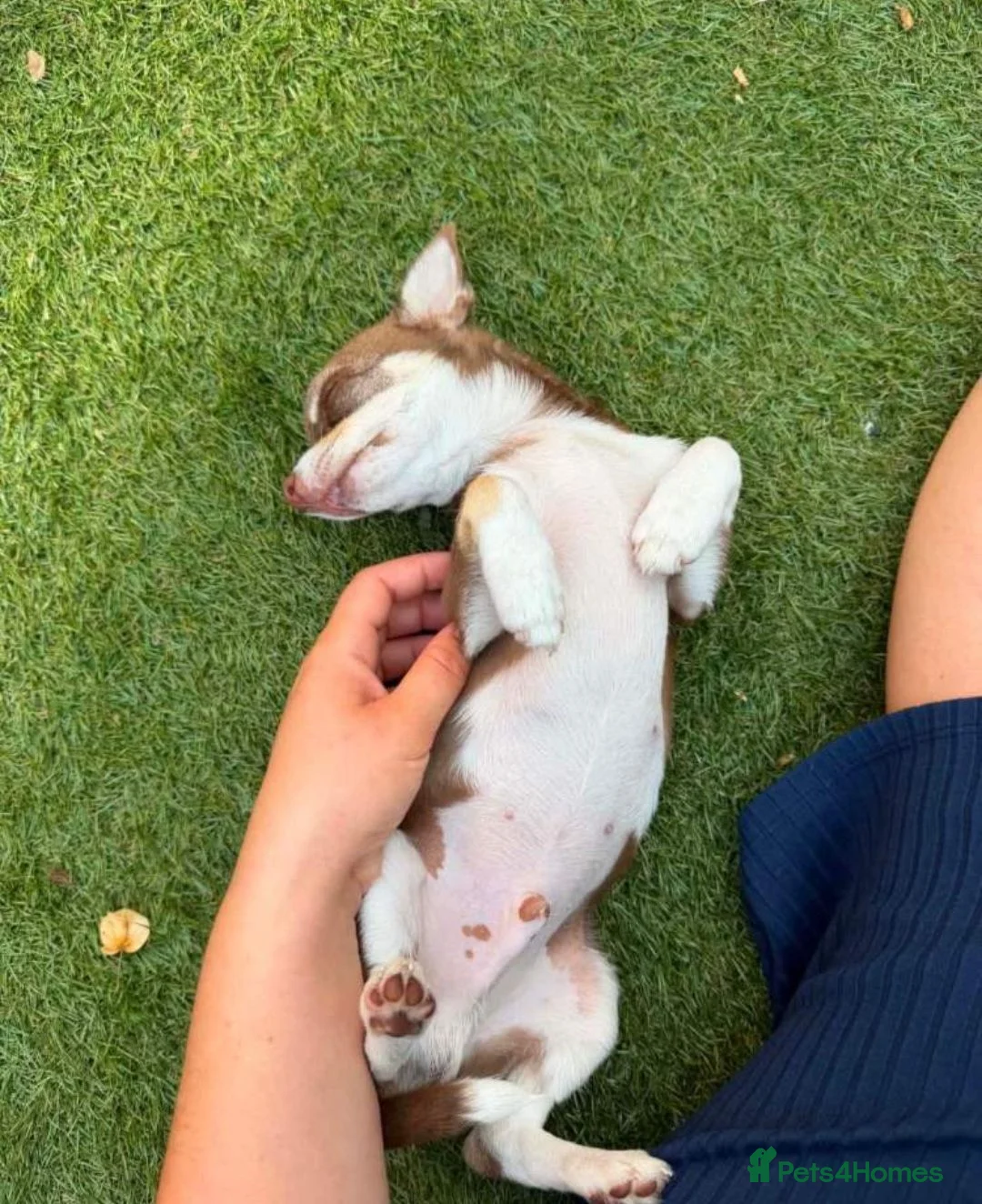 Chihuahua dogs for sale: 4 month male chihuahua - Advert 2