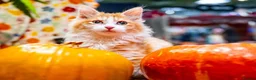 Kurilian Bobtail cats for sale: Stunning FIFe Registered Kurilian Bobtail kittens - Advert 4