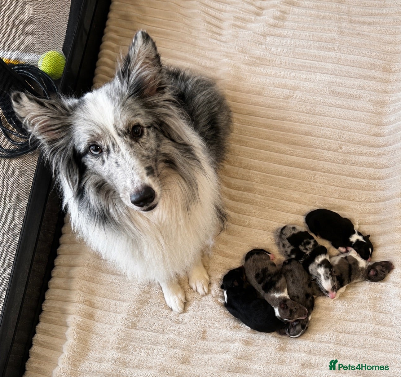 Shetland Sheepdog dogs Litter on the way 🐾 - Advert 4