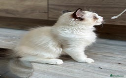 Ragdoll cats for sale: Rare European Chunky ragdolls - Image 25