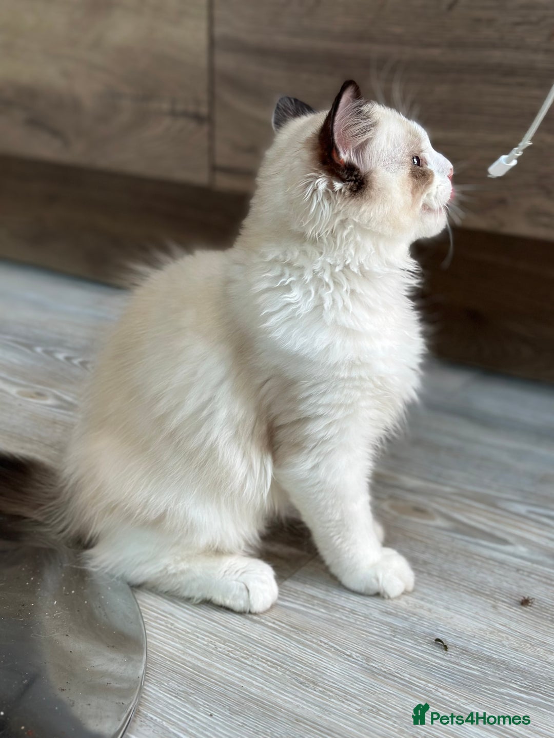 Ragdoll cats for sale: Rare European Chunky ragdolls - Image 25