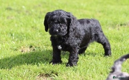 Cockapoo dogs for sale: F1 Cockapoo puppies for sale  - Image 16