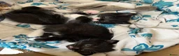 Mixed Breed cats for sale: Kittens  - Advert 6