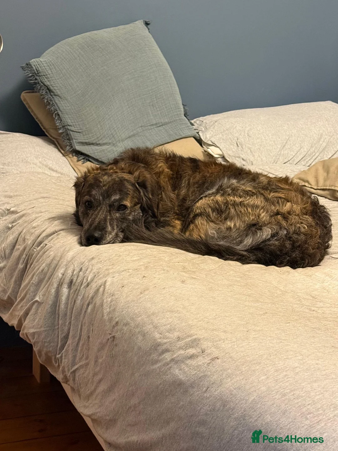 Mixed Breed dogs for adoption: Albie - Advert 12