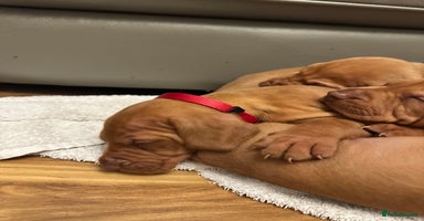 Hungarian Vizsla dogs - Advert 2