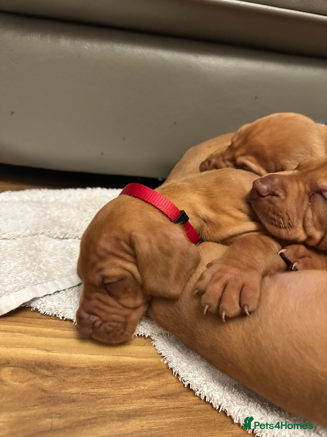 Hungarian Vizsla dogs for sale: Amazing Hungarian vizsla puppies - Image 2