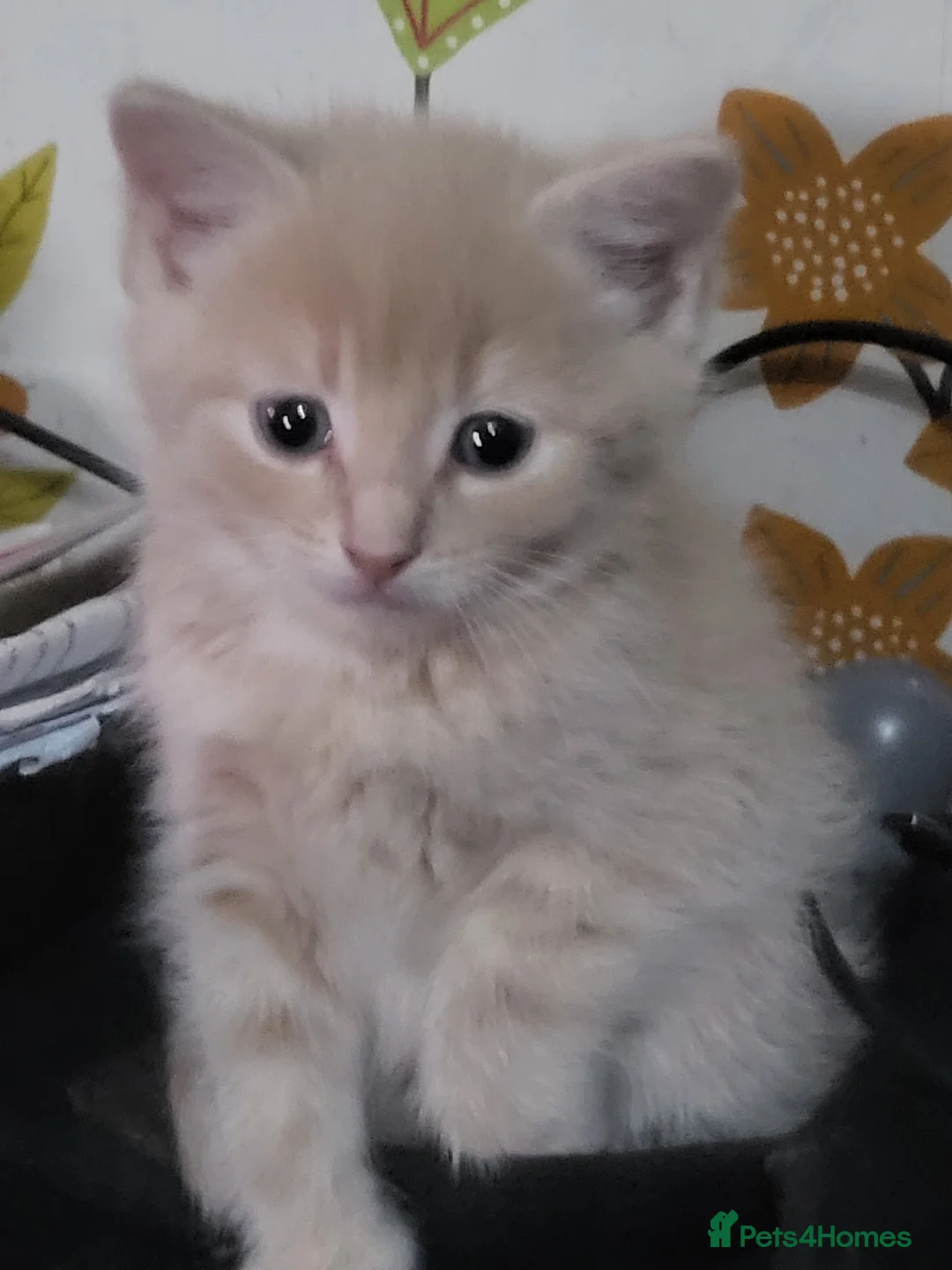 Mixed Breed cats for sale: Five playful kittens ready for their home - Advert 2
